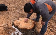 切り出した後の切り株 切り出した後の切り株