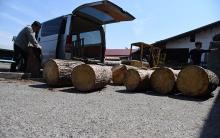 切り出したアカマツは社用車で製材所へ 切り出したアカマツは社用車で製材所へ